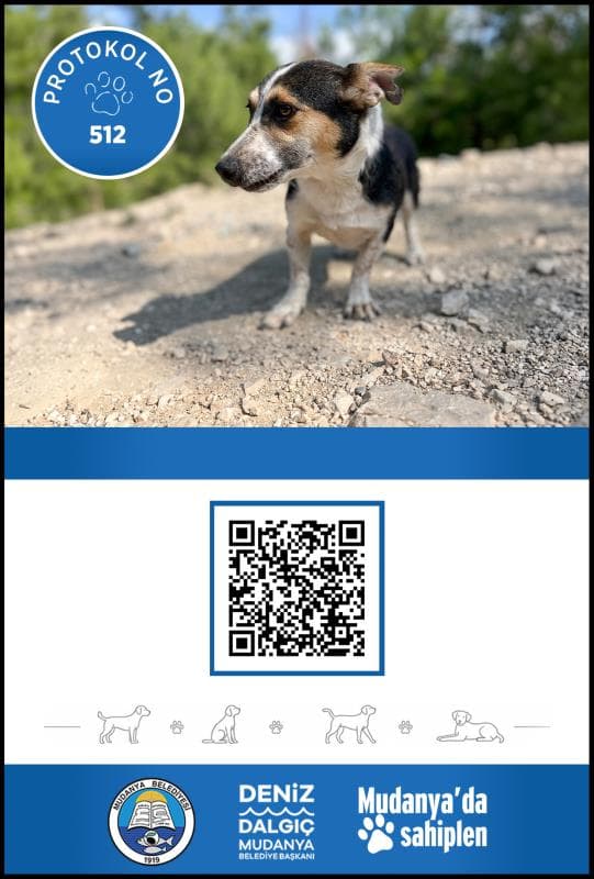 Mudanya Melez Köpek Melez Köpek, Bursa