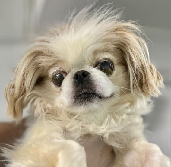Mudanya Belediyesi Yuva Bekleyen Kopek 900233006123771 Pekinez Köpek fotoğrafı