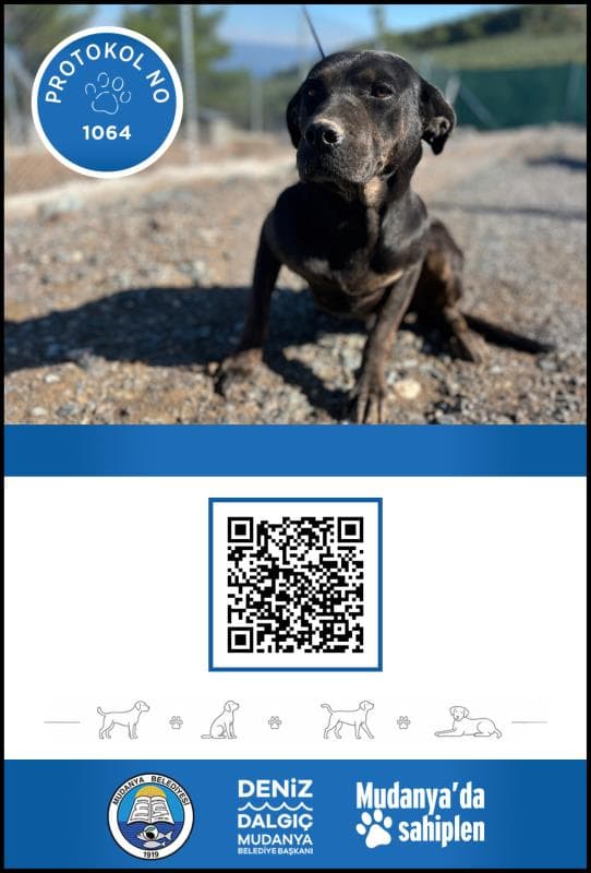 Mudanya Rotwerller Köpek Rotwerller Köpek fotoğrafı