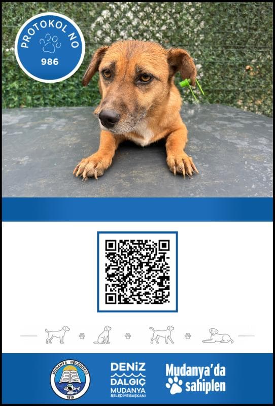 Mudanya Melez Köpek Melez Köpek, Bursa