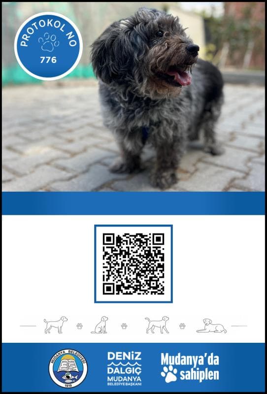 Mudanya Melez Köpek Melez Köpek fotoğrafı