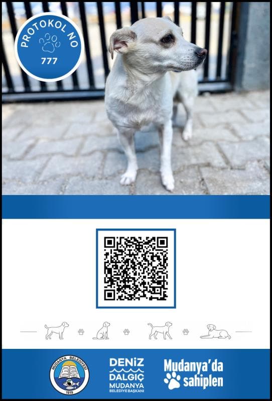 Mudanya Melez Köpek Melez Köpek fotoğrafı