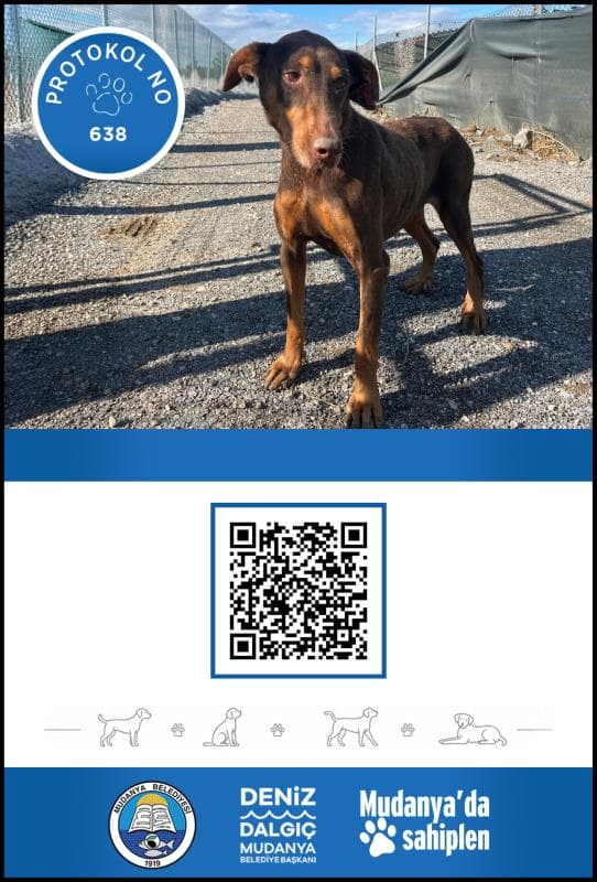 Mudanya Doberman Köpek Doberman Köpek fotoğrafı