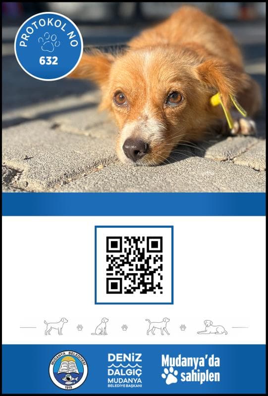 Mudanya Melez Köpek Melez Köpek fotoğrafı