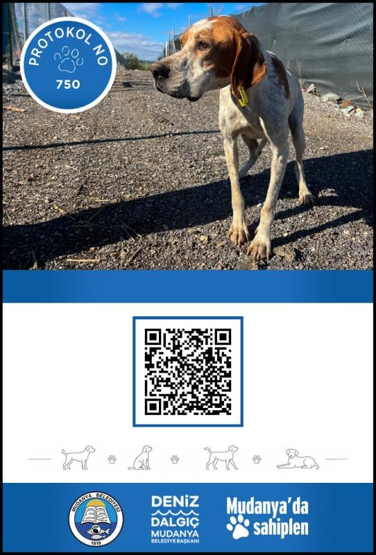Mudanya Melez Köpek Melez Köpek fotoğrafı