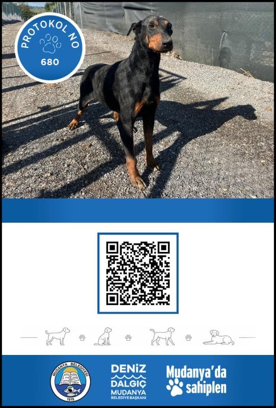 Mudanya Melez Köpek Melez Köpek fotoğrafı