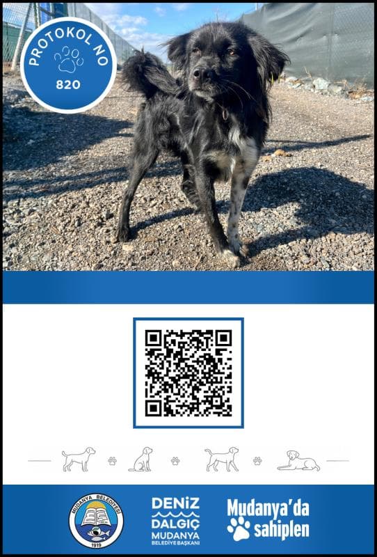 Mudanya Terier Köpek Terier Köpek fotoğrafı