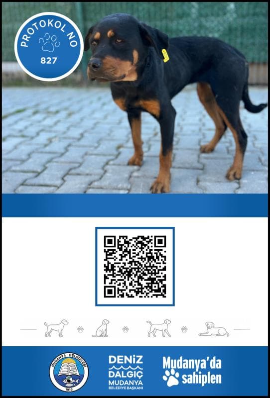 Mudanya Rotwerller Köpek Rotwerller Köpek fotoğrafı