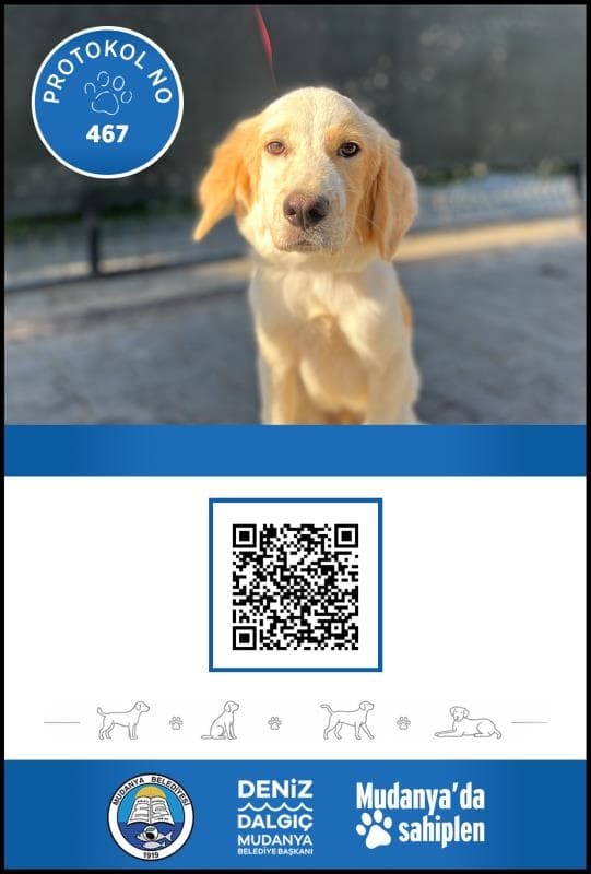 Mudanya Melez Köpek Melez Köpek fotoğrafı