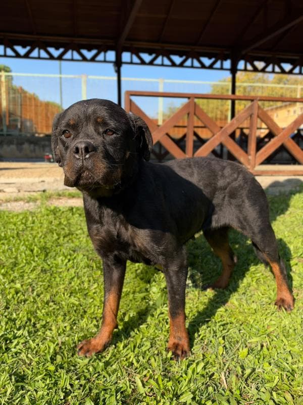 Osmangazi Rottweiler Köpek Rottweiler Köpek, Bursa