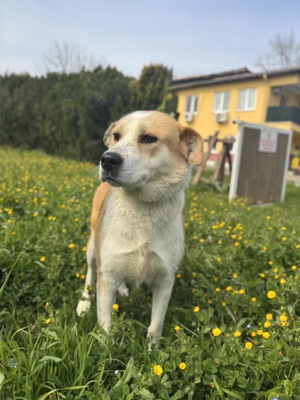 Osmangazi Melez Köpek Melez Köpek fotoğrafı