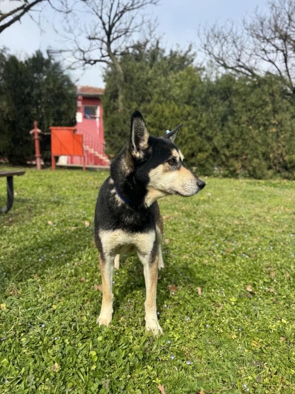 Osmangazi Melez Köpek Melez Köpek fotoğrafı
