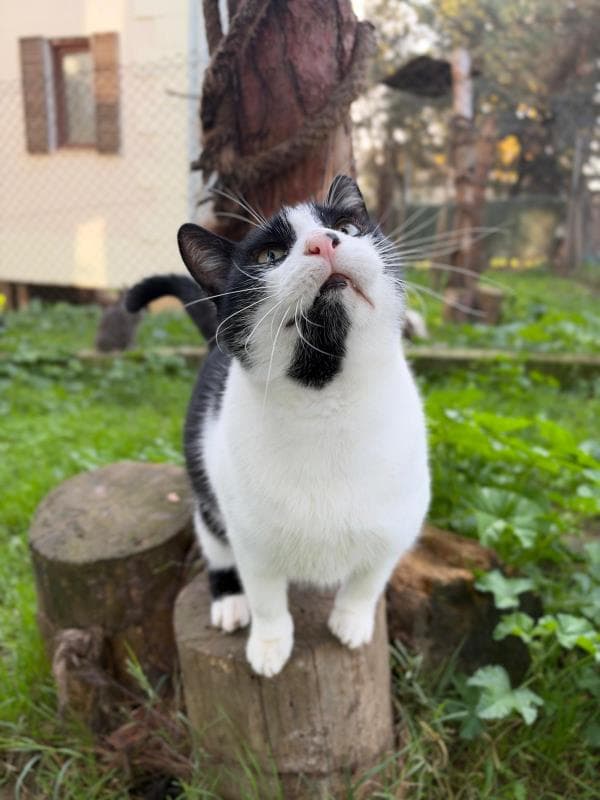 Osmangazi Tekir Kedi Tekir Kedi fotoğrafı