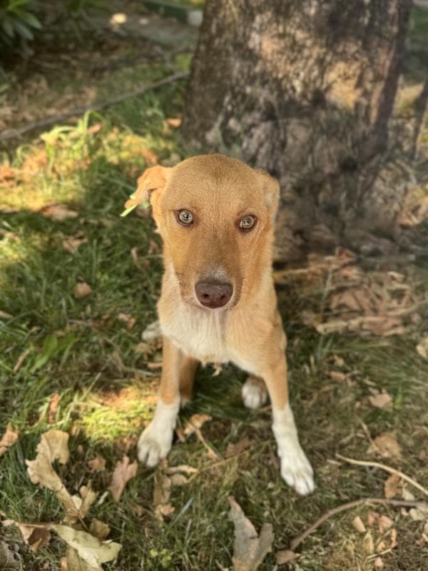 Osmangazi Mix Köpek Mix Köpek fotoğrafı