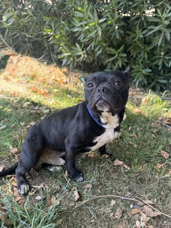 Osmangazi French Bulldog Köpek French Bulldog Köpek fotoğrafı
