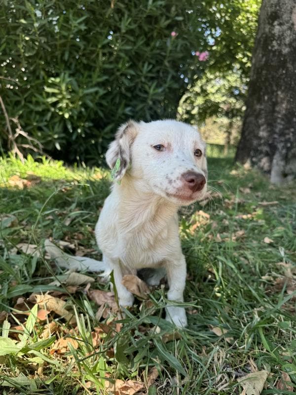 Osmangazi Mix Köpek Mix Köpek fotoğrafı