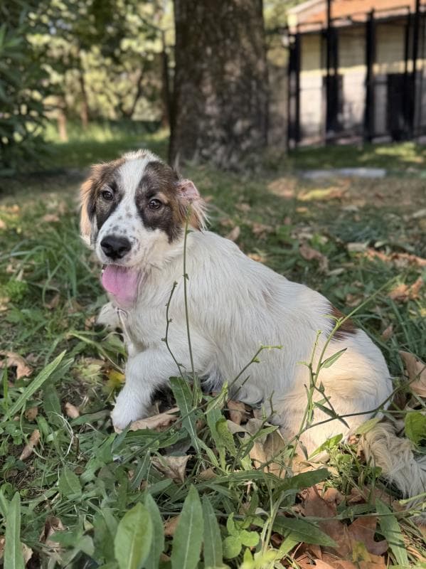 Osmangazi Mix Köpek Mix Köpek fotoğrafı