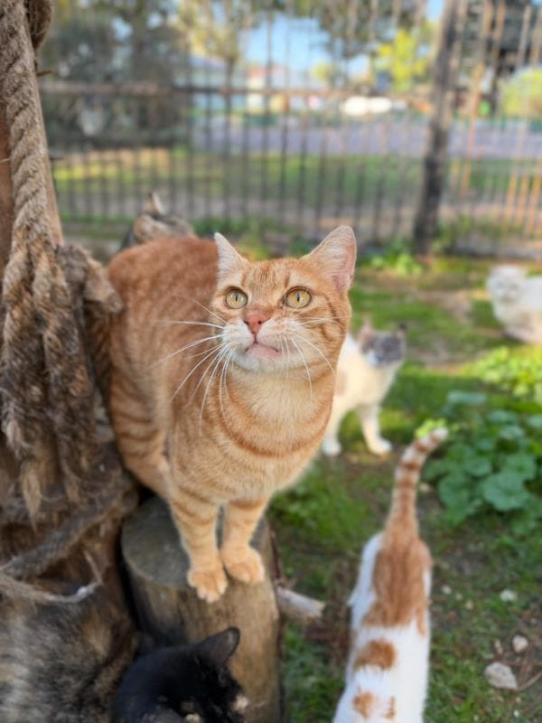 Osmangazi Melez Kedi Melez Kedi fotoğrafı