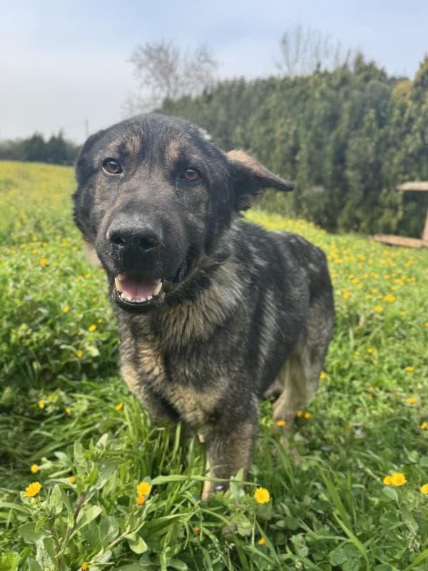 Osmangazi Melez Köpek Melez Köpek fotoğrafı