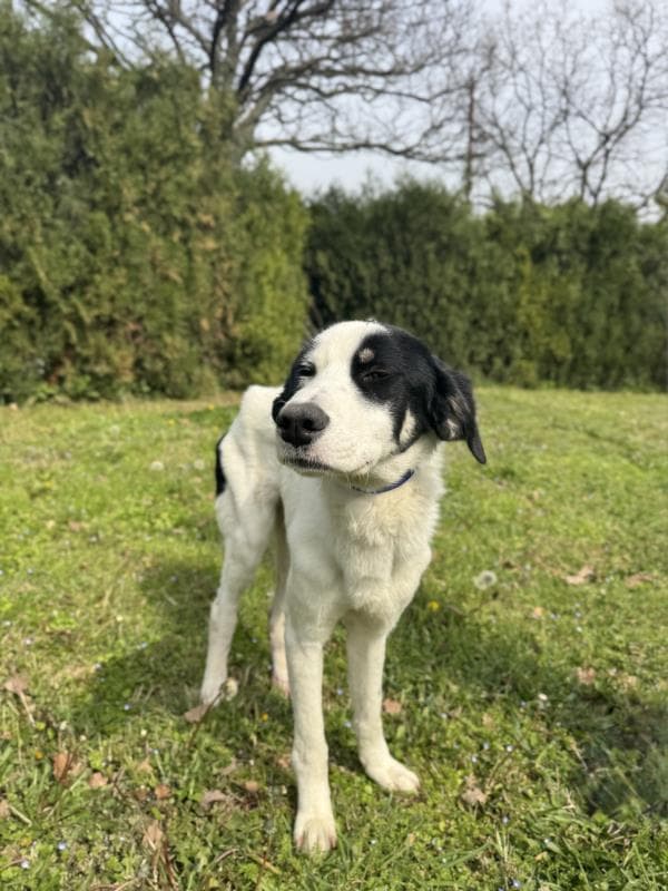 Osmangazi Melez Köpek Melez Köpek fotoğrafı
