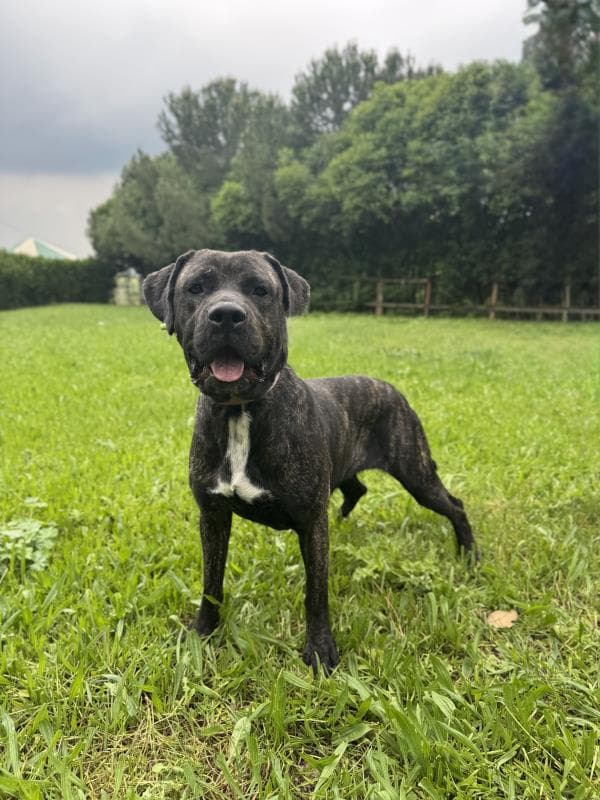 Osmangazi Belediyesi Yuva Bekleyen Kopek 900233002921346 Presa Canario Köpek fotoğrafı