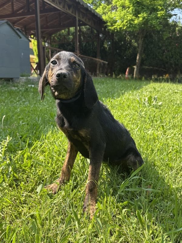 Osmangazi Belediyesi Yuva Bekleyen Kopek 900233002921373 Mix Köpek fotoğrafı