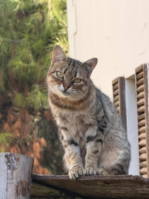 Osmangazi Tekir Kedi Tekir Kedi fotoğrafı