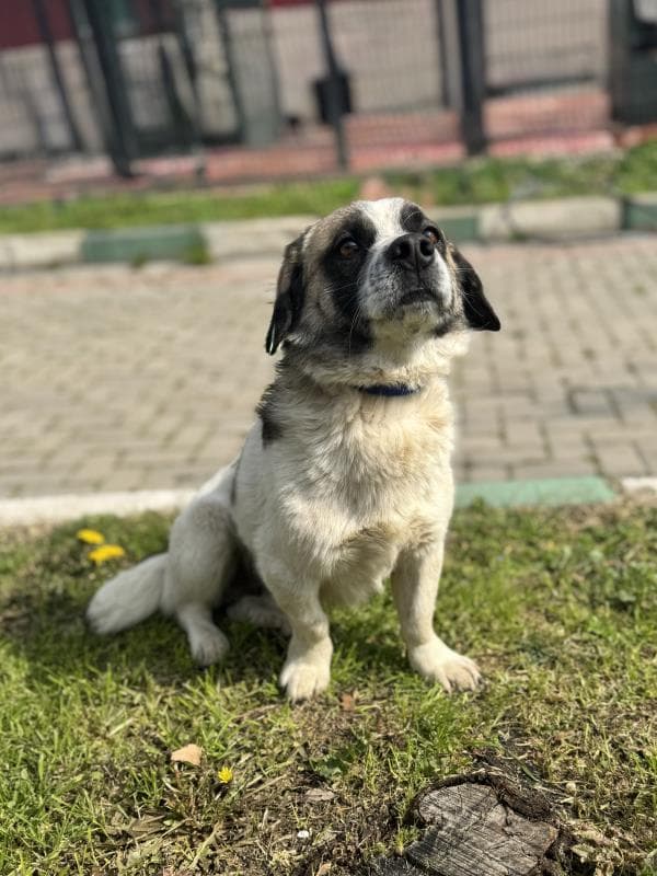 Osmangazi Melez Köpek Melez Köpek fotoğrafı