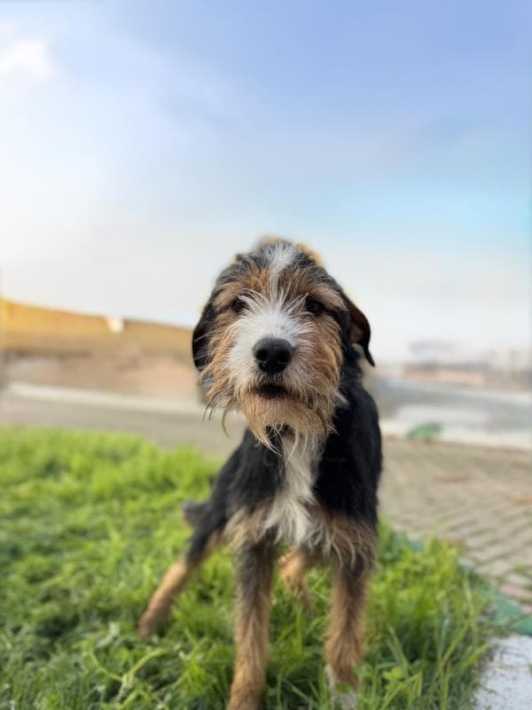 Osmangazi Belediyesi Yuva Bekleyen Kopek 900233002921505 Terrier Köpek fotoğrafı