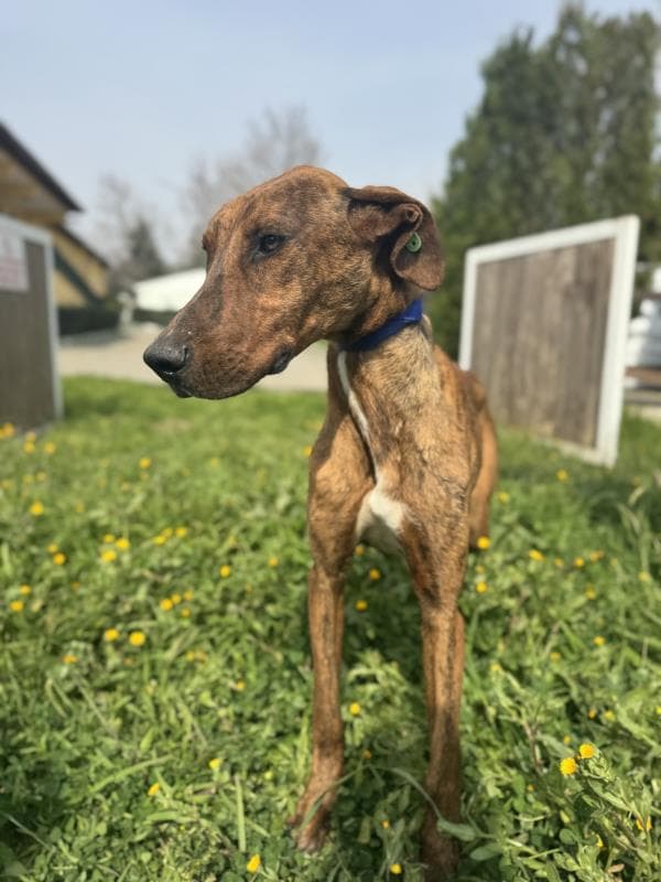 Osmangazi Belediyesi Yuva Bekleyen Kopek 900233002921515 Mix Köpek fotoğrafı