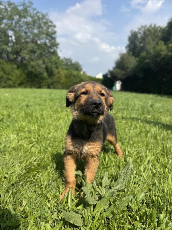 Osmangazi Belediyesi Yuva Bekleyen Kopek 900233002925694 Mix Köpek fotoğrafı