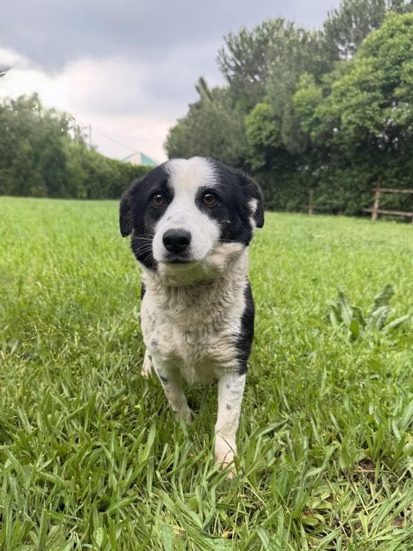 Osmangazi Belediyesi Yuva Bekleyen Kopek 900233002925973 Mix Köpek fotoğrafı