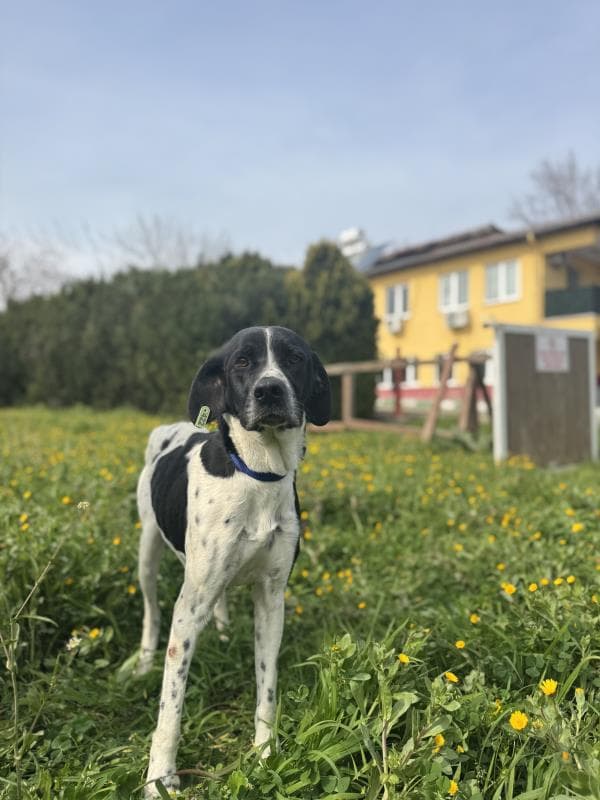 Osmangazi Pointer Köpek Pointer Köpek fotoğrafı