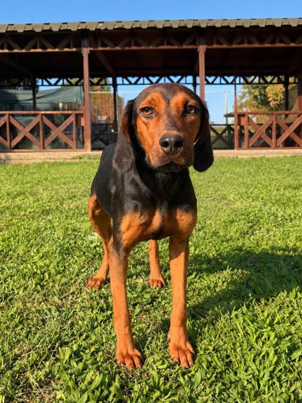 Osmangazi Pointer Köpek Pointer Köpek fotoğrafı