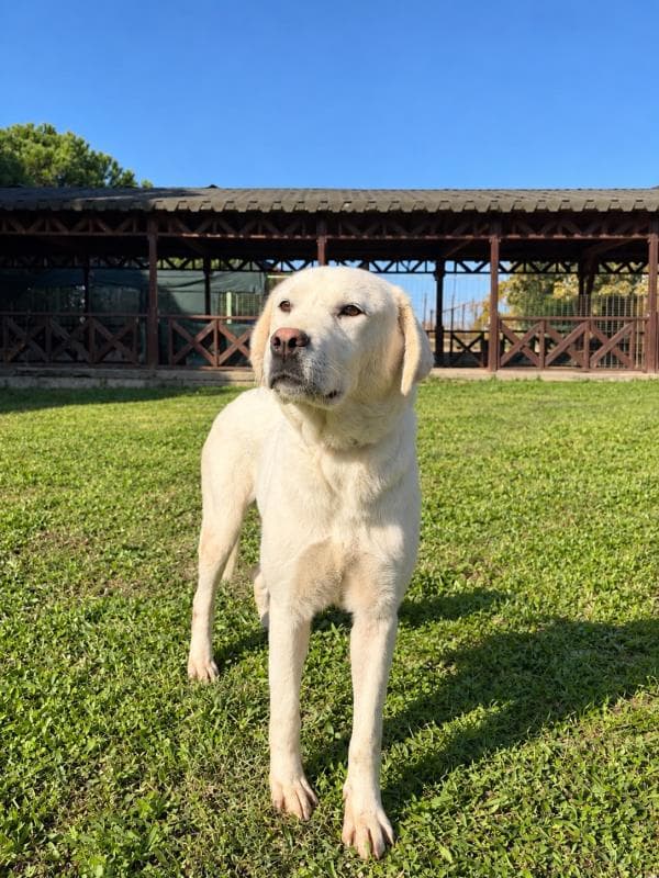 Osmangazi Akbaş Köpek Akbaş Köpek fotoğrafı
