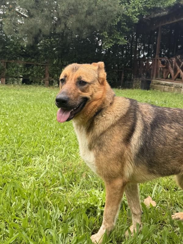 Osmangazi Belediyesi Yuva Bekleyen Kopek 900233002926599 Street Dog Köpek fotoğrafı