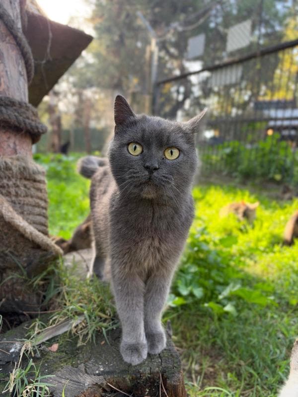 Osmangazi British Shorthair Kedi British Shorthair Kedi fotoğrafı