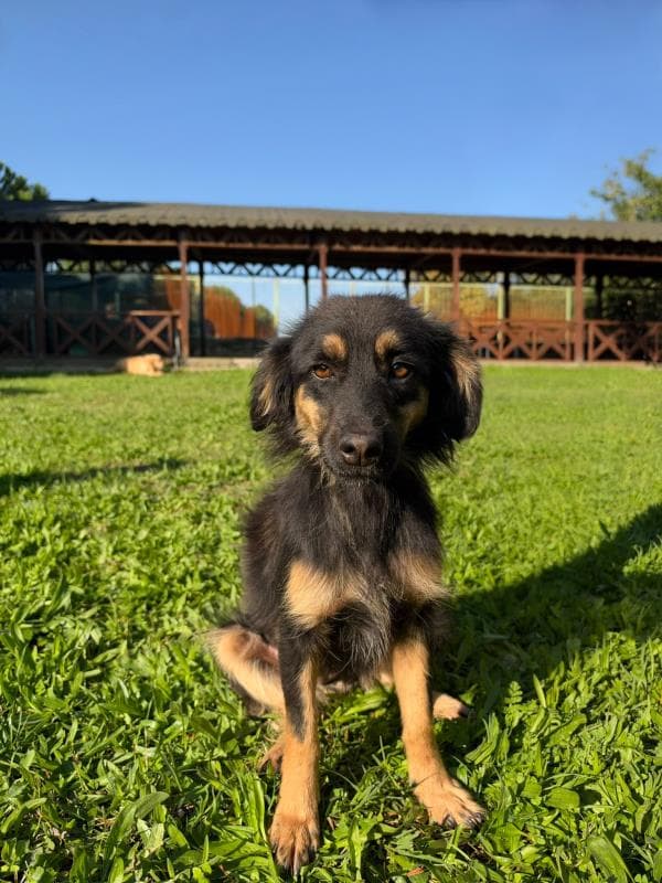 Osmangazi Melez Köpek Melez Köpek fotoğrafı