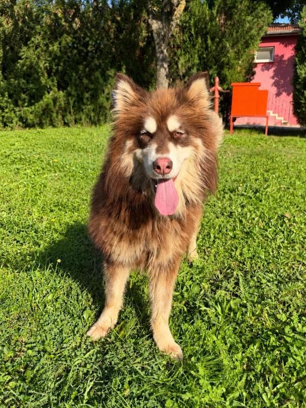 Osmangazi Alaskan Malamute Köpek Alaskan Malamute Köpek fotoğrafı