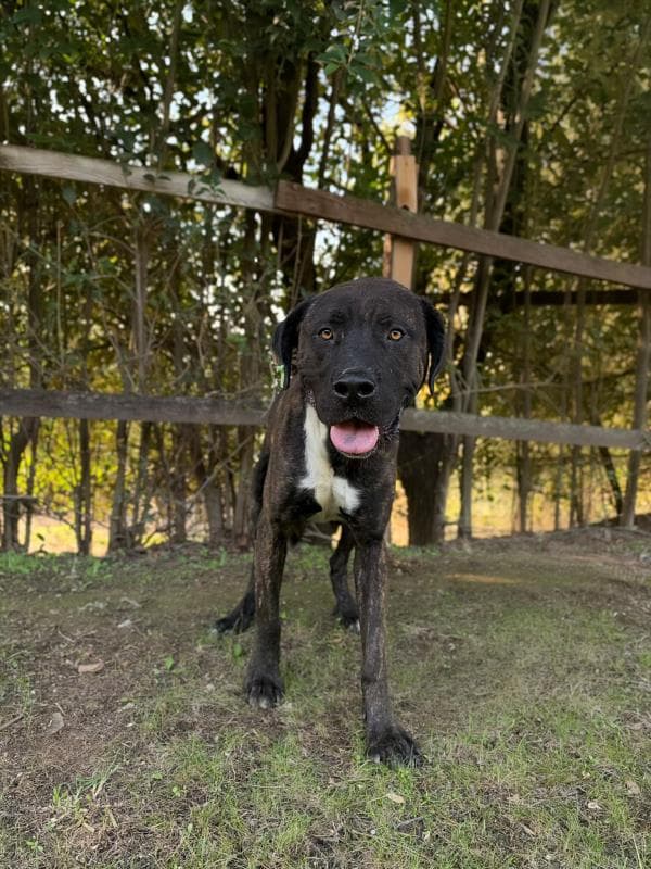 Osmangazi Presa Canario Köpek Presa Canario Köpek, Bursa