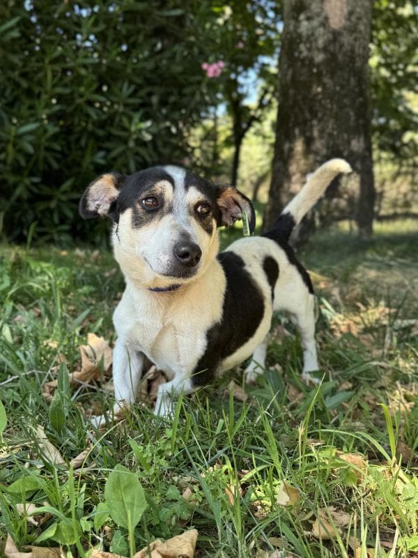 Osmangazi Terrier Jack Russell Köpek Terrier Jack Russell Köpek fotoğrafı