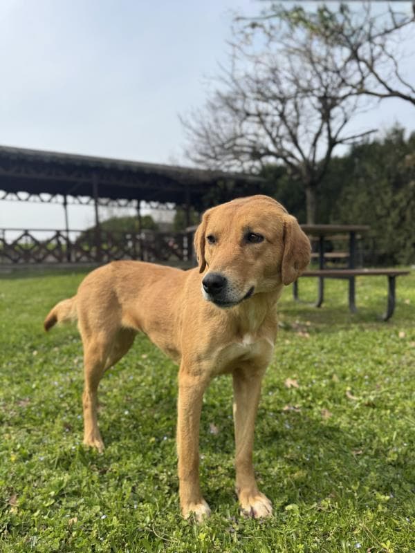 Osmangazi Melez Köpek Melez Köpek fotoğrafı