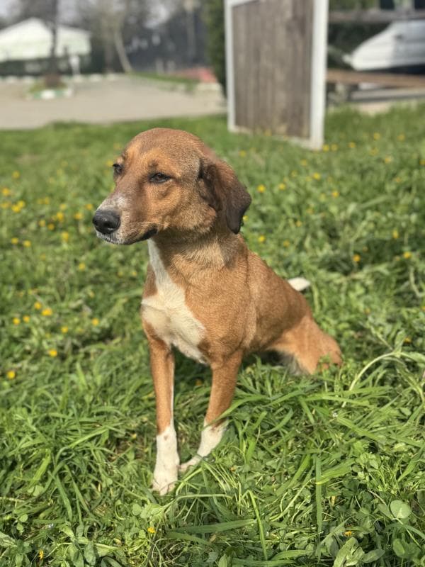 Osmangazi Melez Köpek Melez Köpek fotoğrafı