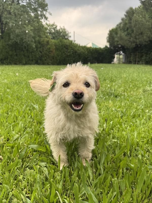 Osmangazi Belediyesi Yuva Bekleyen Kopek 900255001715871 Terrier Köpek fotoğrafı
