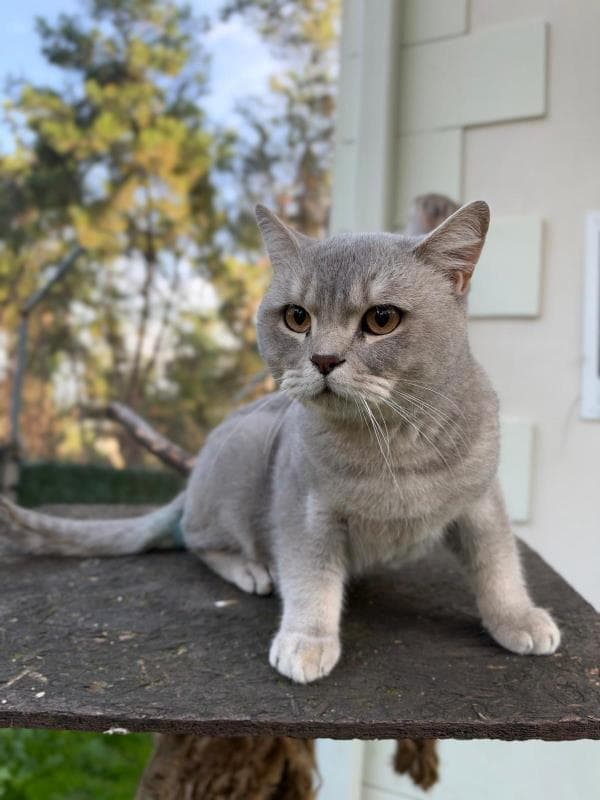 Osmangazi British Shorthair Kedi British Shorthair Kedi fotoğrafı