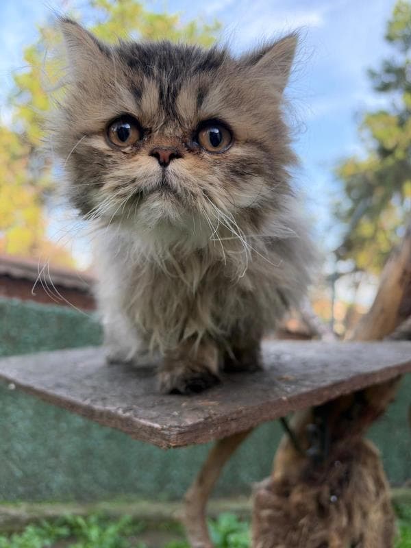 Osmangazi İran Kedisi Kedi İran Kedisi Kedi fotoğrafı