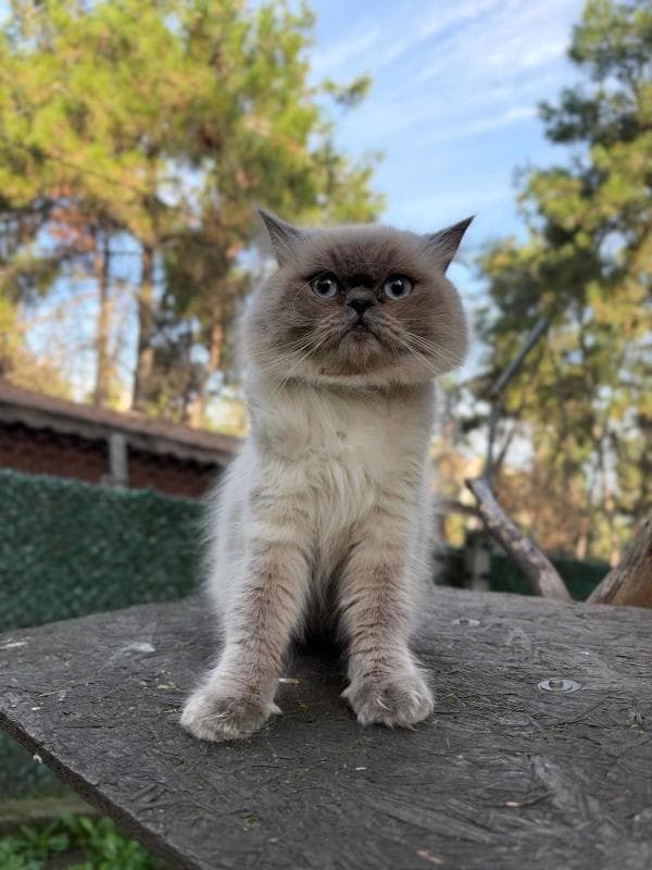 Osmangazi Blue Point Kedi Blue Point Kedi fotoğrafı