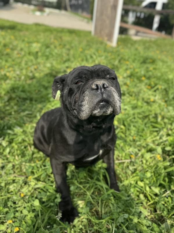 Osmangazi Cane Corso Köpek Cane Corso Köpek fotoğrafı