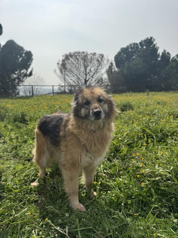 Osmangazi Melez Köpek Melez Köpek fotoğrafı