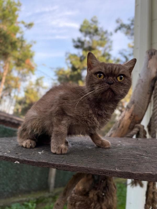 Osmangazi British Shorthair Kedi British Shorthair Kedi fotoğrafı